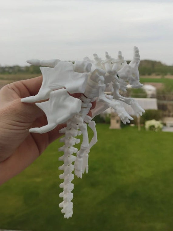38-kT THE SKELETON ミヤビ スケルトン 新品未開封 BLITZWAY JAPAN on X: 