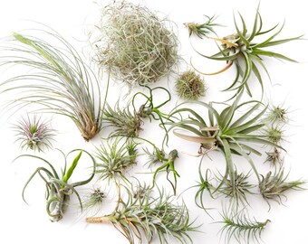 Air Plant Variety Pack 15 pcs **CLEARANCE** Terrarium Plants, Assorted Succulents, Airplant Wholesale Air Plant Bulk Wholesale TiIllandsia