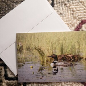 Loon with nest