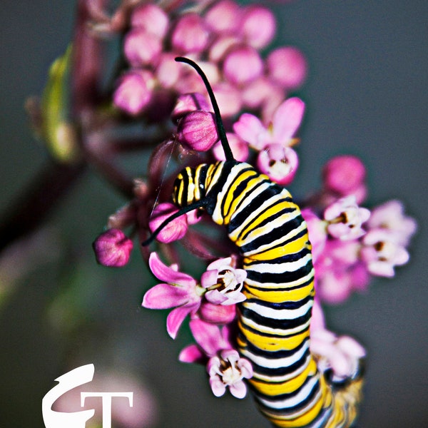Monarch Caterpillar Digital Photograph Download (watermark free)