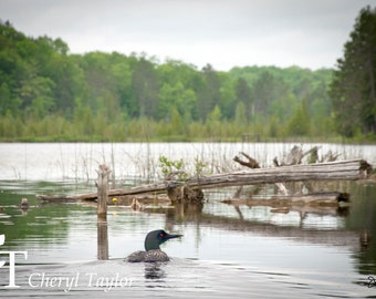 Loon on Lake Anne Digital Photograph (watermark free)