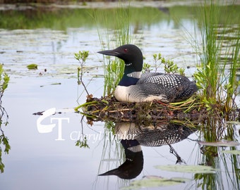 May include: A black and white loon sits on a nest of twigs and grasses in a shallow pond. The loon's reflection is visible in the water.