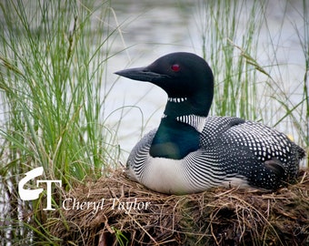 May include: A black and white loon with red eyes sitting on a nest of twigs and grass. The loon is in a natural setting with green reeds in the background. The text "Cheryl Taylor" is visible in the lower left corner of the image.