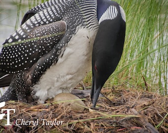 May include: A black and white loon with a long, black beak sits on a nest of twigs and grass, carefully tending to a large, brown egg.