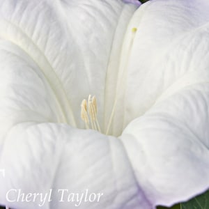 Sacred Datura Digital Photograph Download (watermark free)
