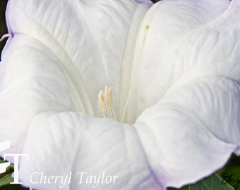 Sacred Datura Digital Photograph Download (watermark free)