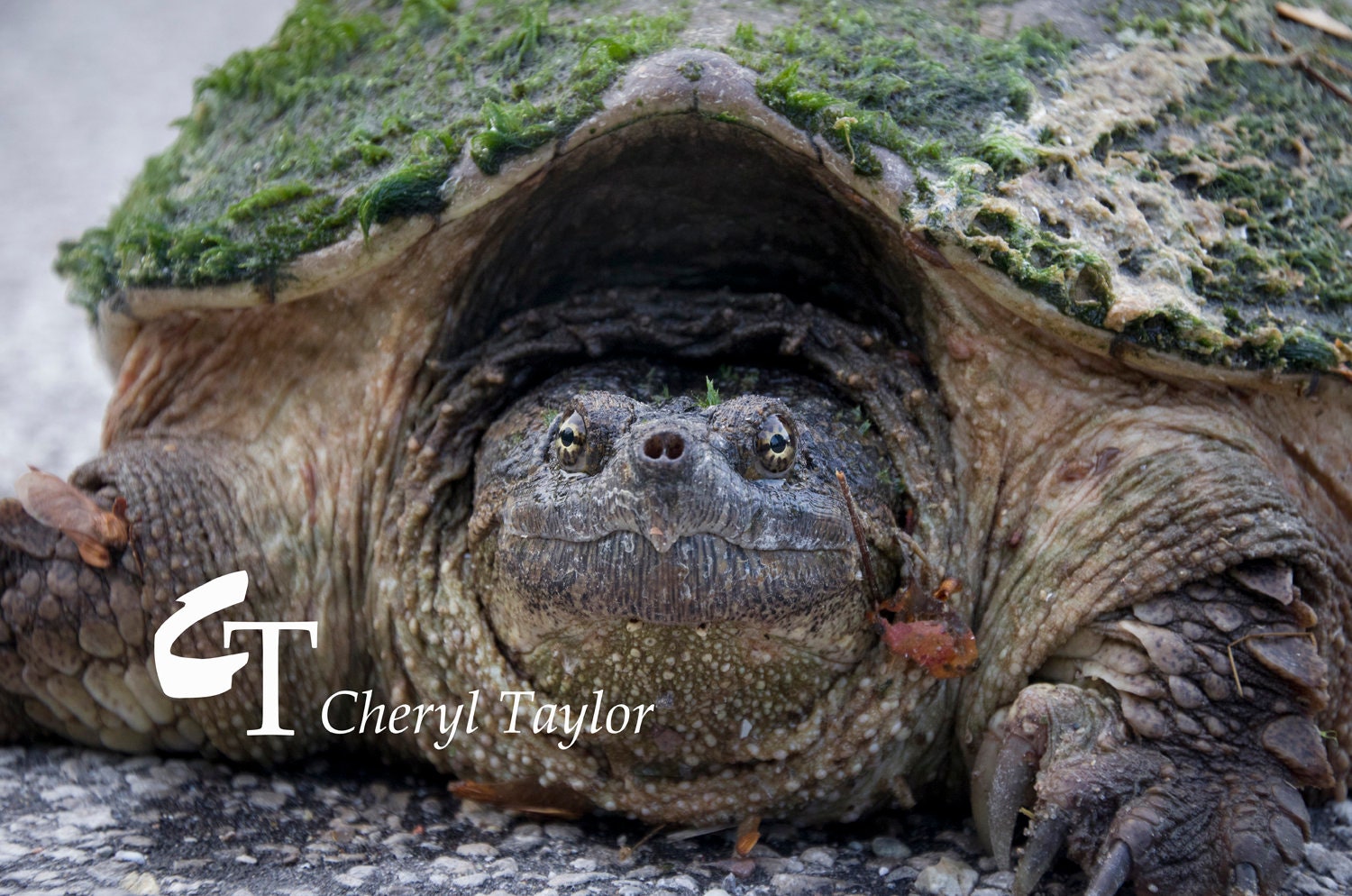 Michigan Snapping Turtle Digital Photograph watermark Free - Etsy