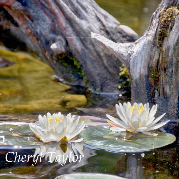 Water Lilies Digital Photograph Download (watermark free)