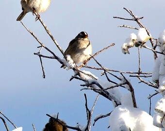 Winter Birds Digital Photograph Download (watermark free)