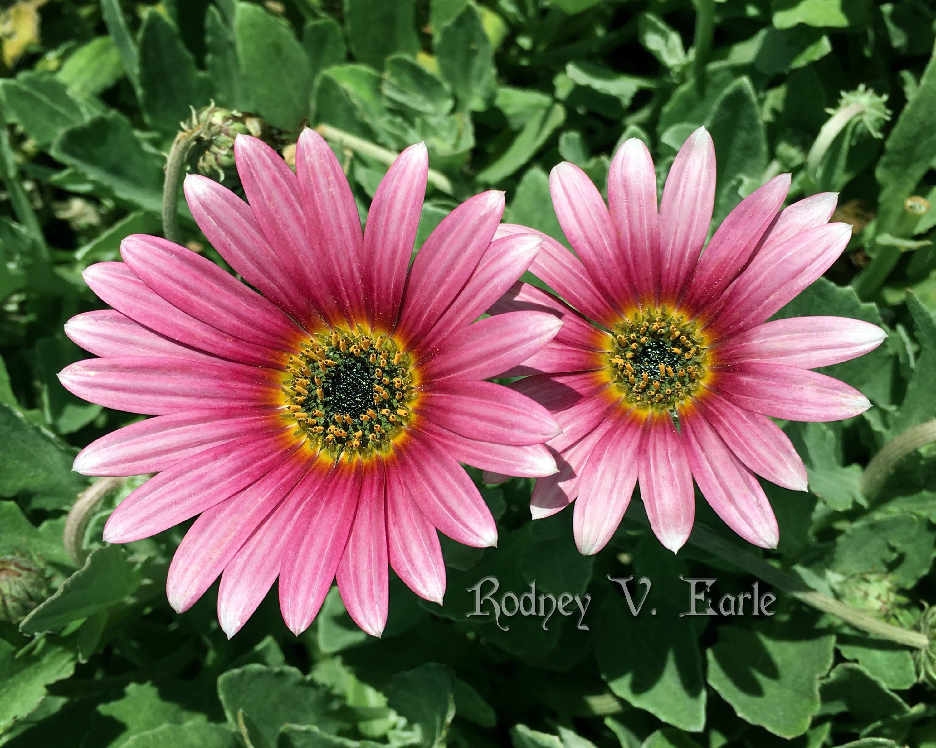 Red and Pink Flowers Instant Digital Photo Download Etsy
