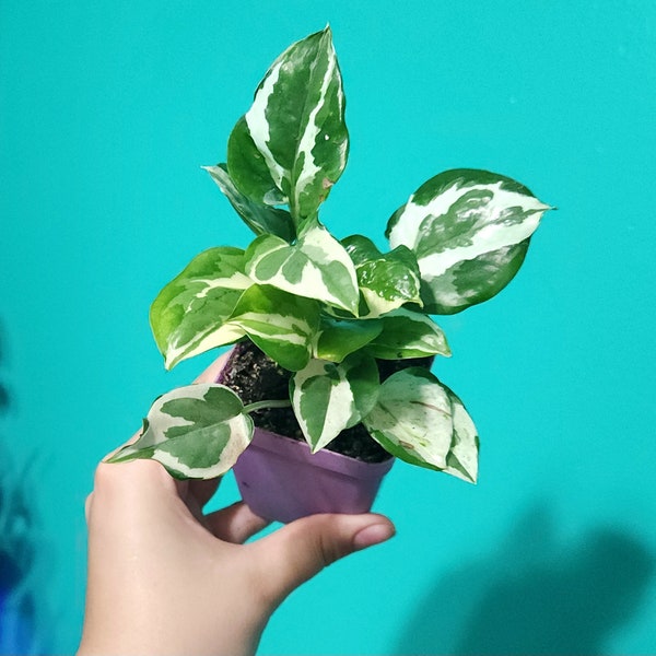 Glacier pothos