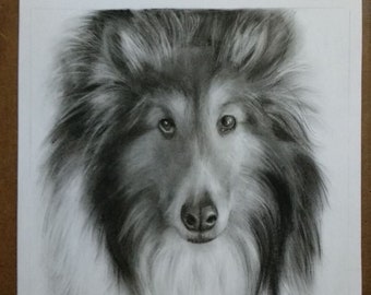 Tierportrait, Foto zur Skizze, Kohlezeichnung, Haustierportrait, Tierportrait, Tiergeschenk, Erinnerung, Tierliebe, Personalisiertes Haustiergeschenk,