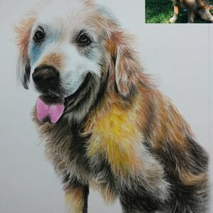 Pu&ograve; includere: Un disegno a matita dettagliato di un cane golden retriever con la lingua rosa fuori. Il cane &egrave; seduto e guarda a sinistra. Il disegno &egrave; su uno sfondo bianco.
