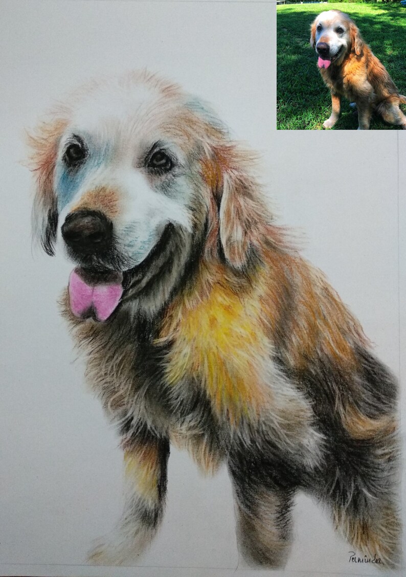 Pu&ograve; includere: Un disegno a matita dettagliato di un cane golden retriever con la lingua rosa fuori. Il cane &egrave; seduto e guarda a sinistra. Il disegno &egrave; su uno sfondo bianco.