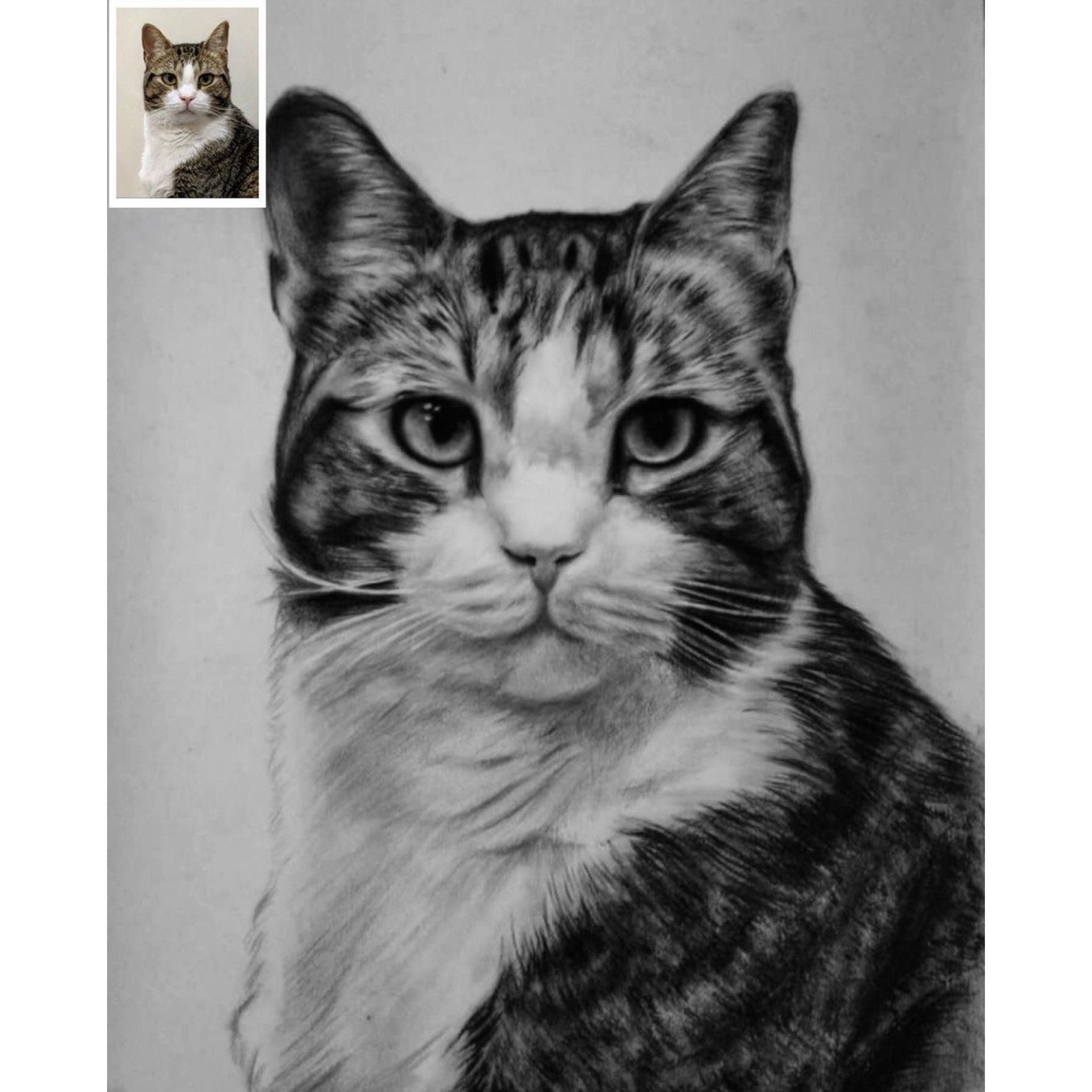 Custom Cat Portrait, Cat Memorial, Charcoal Drawing, Pet Portrait