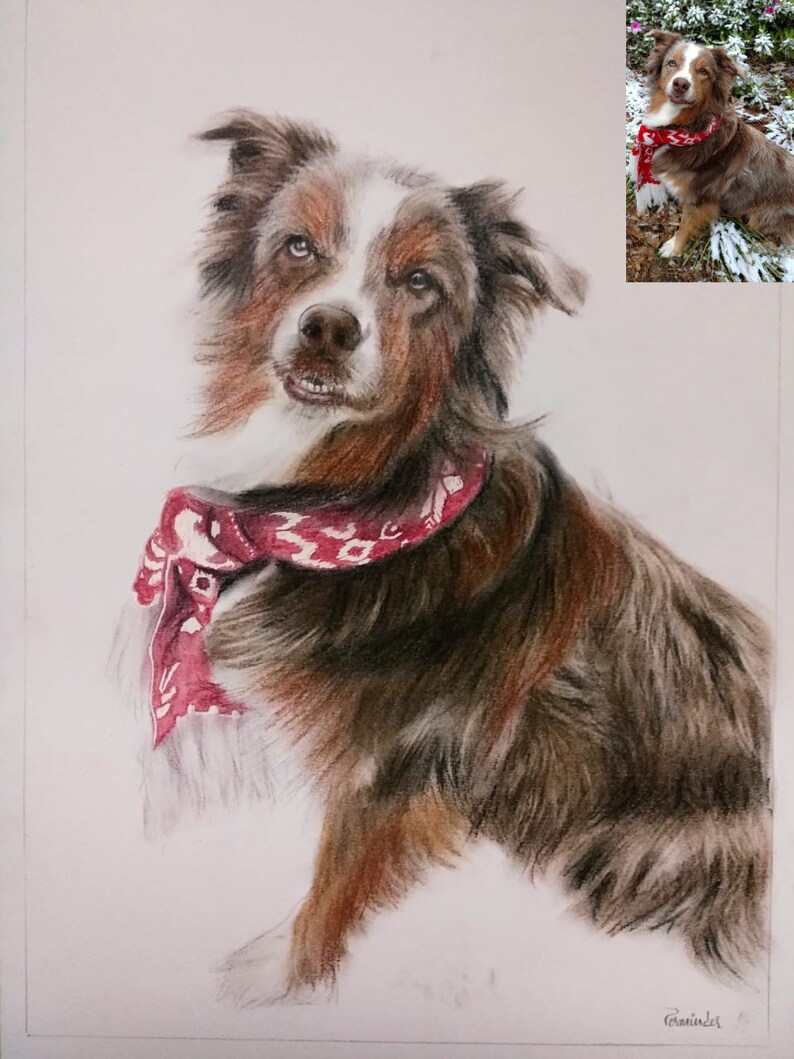 Pu&ograve; includere: Un disegno a matita dettagliato di un cane pastore australiano con un bandana rosso. Il cane &egrave; seduto con la testa inclinata e guarda direttamente lo spettatore. Il disegno &egrave; realizzato in tonalit&agrave; di marrone, bianco e nero.