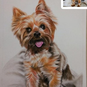 Pu&ograve; includere: Un disegno a matita dettagliato di uno Yorkshire Terrier seduto su una superficie grigio chiaro. Il cane ha il pelo marrone e nero, la lingua rosa che sporge e guarda direttamente lo spettatore.