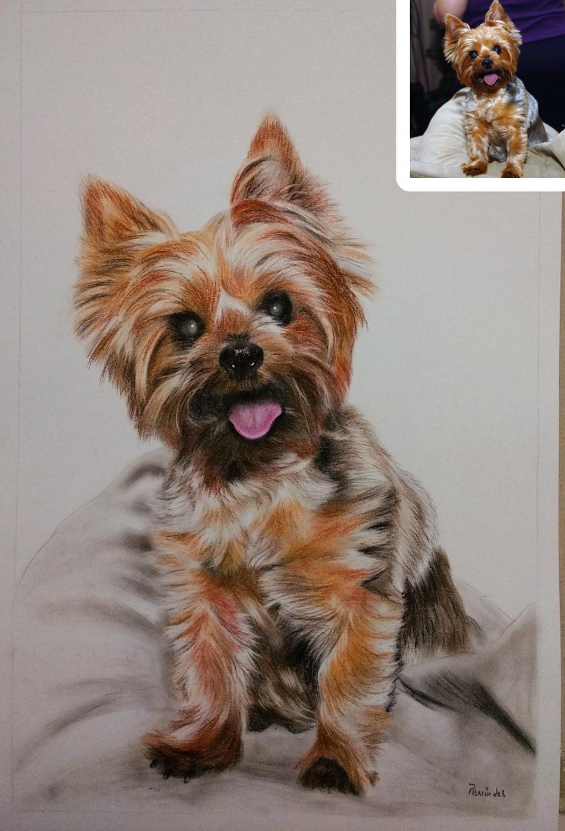Pu&ograve; includere: Un disegno a matita dettagliato di uno Yorkshire Terrier seduto su una superficie grigio chiaro. Il cane ha il pelo marrone e nero, la lingua rosa che sporge e guarda direttamente lo spettatore.