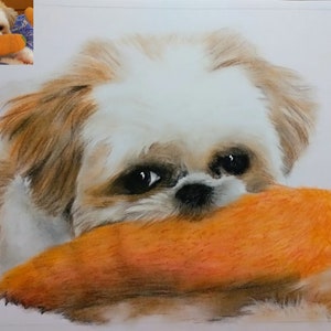 Pu&ograve; includere: Un cane Shih Tzu bianco e marrone con occhi marroni &egrave; sdraiato e tiene una grande carota arancione in bocca. Il cane sta guardando la telecamera.