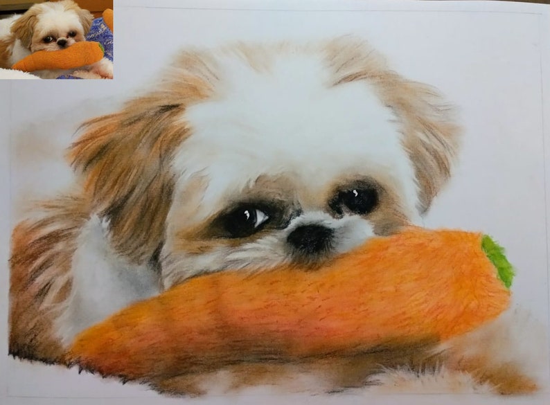 Pu&ograve; includere: Un cane Shih Tzu bianco e marrone con occhi marroni &egrave; sdraiato e tiene una grande carota arancione in bocca. Il cane sta guardando la telecamera.