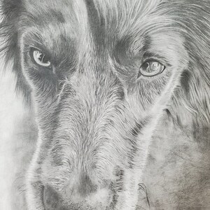 Hand Drawn Pet Portrait | Custom Pet Portrait | Pencil Sketch Pet Portrait | Graphite Pet Gift | Pet Portrait Memorial from Photo