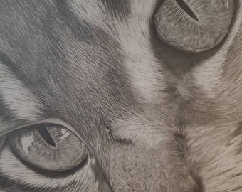 Hand Drawn Pet Portrait | Custom Pet Portrait | Pencil Sketch Pet Portrait | Graphite Pet Gift