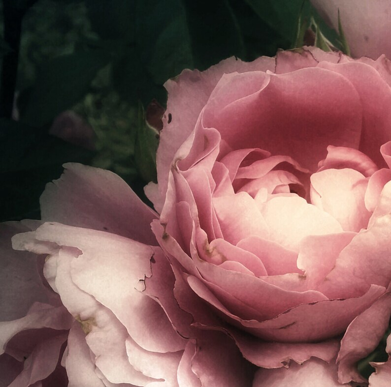 Pink Rose Removable Wallpaper Dark Floral Mural Peony Wall Etsy