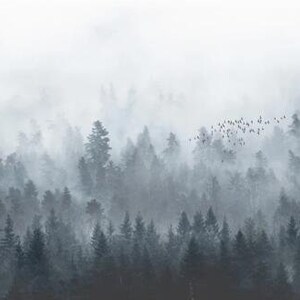 Puede incluir: Una escena de bosque brumoso con una bandada de p&aacute;jaros volando sobre los &aacute;rboles. La niebla es espesa y oscurece los detalles de los &aacute;rboles, creando una sensaci&oacute;n de misterio y tranquilidad.
