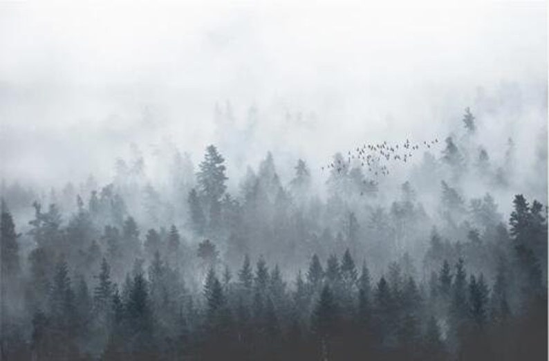Puede incluir: Una escena de bosque brumoso con una bandada de p&aacute;jaros volando sobre los &aacute;rboles. La niebla es espesa y oscurece los detalles de los &aacute;rboles, creando una sensaci&oacute;n de misterio y tranquilidad.