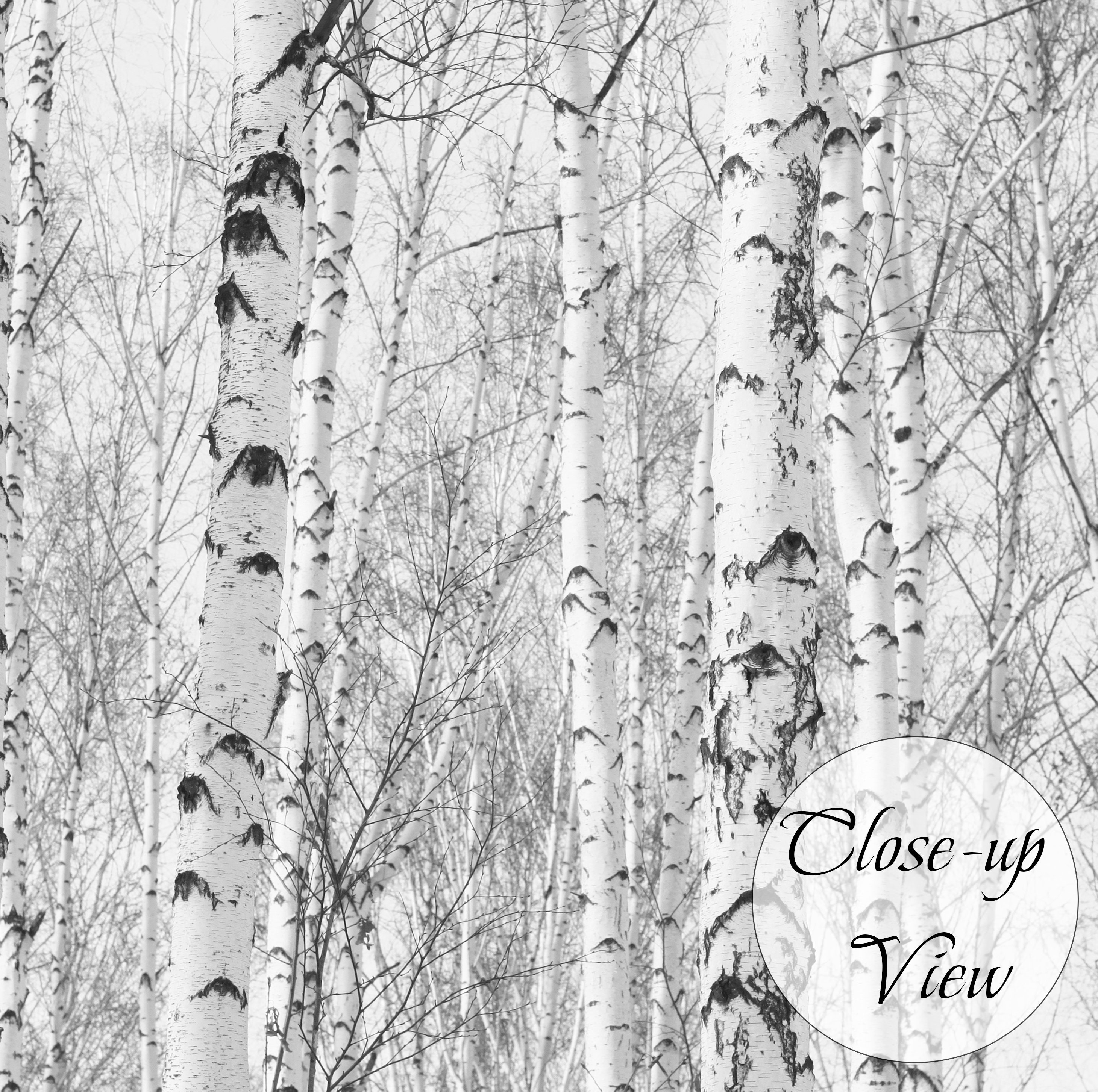 Black and White Birch Trees Removable Fabric Wallpaper,peel and Stick ...