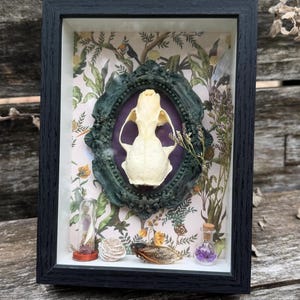 Real Skull and Vintage Frame Shadowbox, Halloween Decor, Insect Wall Art, Oddity Display, Cottagecore Decor, Ethical Taxidermy