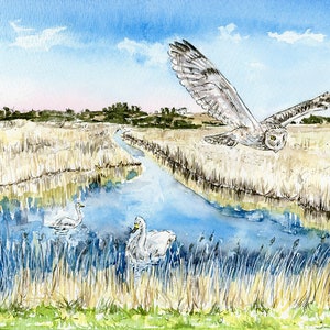 Minsmere Suffolk, Bewick Schwäne, Sumpfohreulen-Gruß-Karte unbedruckt innen