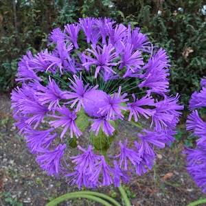 Fiore di tarassaco gigante in piedi - Sfondo floreale per matrimoni, decorazioni per vetrine, decorazioni per feste in giardino