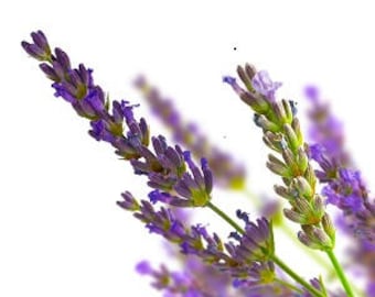 Hidrosol de lavanda auténtica, Lavandula officinalis, agua floral, loción facial, calmante, antiparasitaria, Francia, 100% pura y natural.