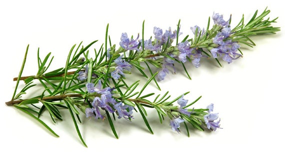 Eau florale romarin bio, rosmarinus officinalis