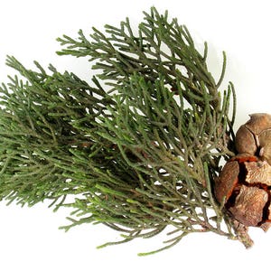 May include: A sprig of green foliage with two brown, dried cones attached.