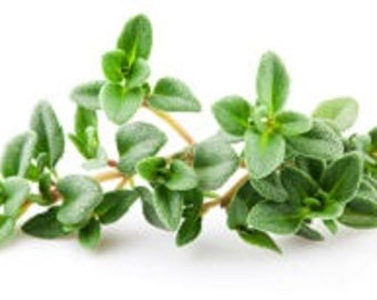 Hidrosol de tomillo y timol, Thymus vulgaris, agua floral, Francia, 100% puro y natural