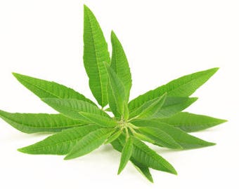 Hidrosol de Verbena de Limón, Lippia citriodora, agua floral, loción facial, problemas digestivos, Francia, 100% puro y natural.