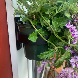 May include: A hanging plant holder with three dark green pots filled with green leafy plants and purple and white flowers. The holder is black and mounted on a white door frame next to a red wall.