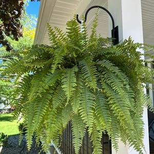 May include: A lush green Boston fern plant in a hanging basket suspended from a black metal hook attached to a white porch post. The fern features long, feathery fronds that cascade downwards, creating a dense and vibrant display of foliage.