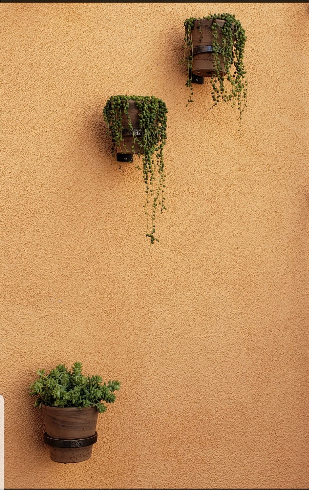 Macetas montadas en la pared Gancho para estante Soporte decorativo para  plantas Percha (Negro) Ndcxsfigh Para estrenar