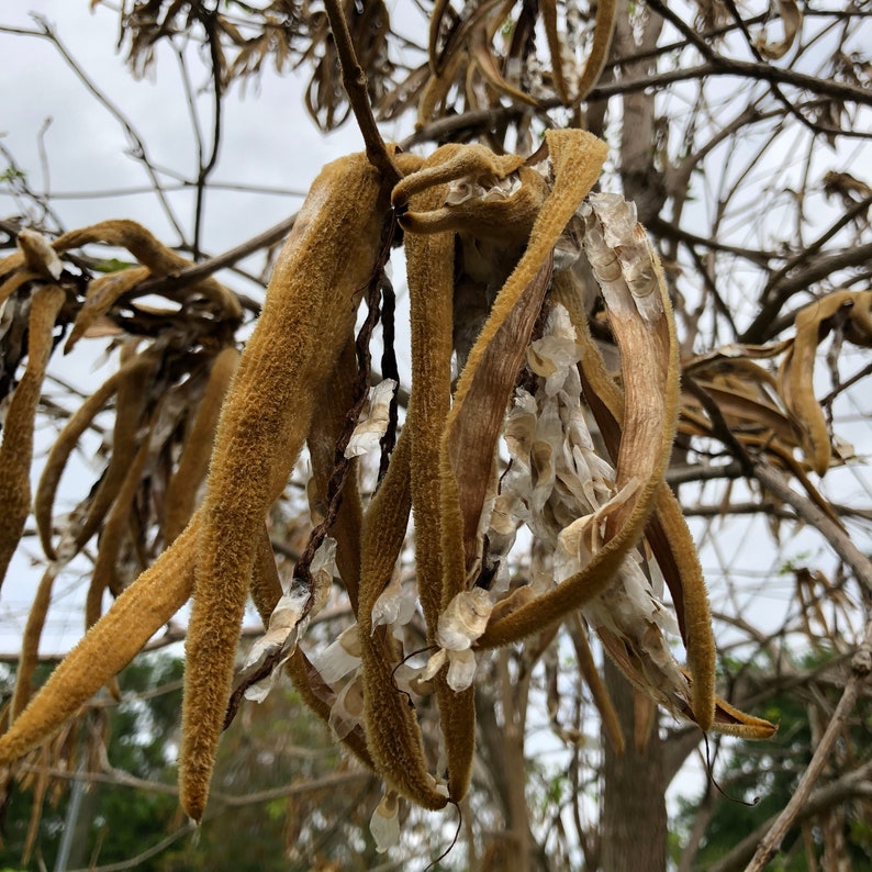 Tabebuia Chrysotricha gold Tree Seed Pods Etsy