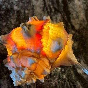 Muschel hell, Brassica Murex