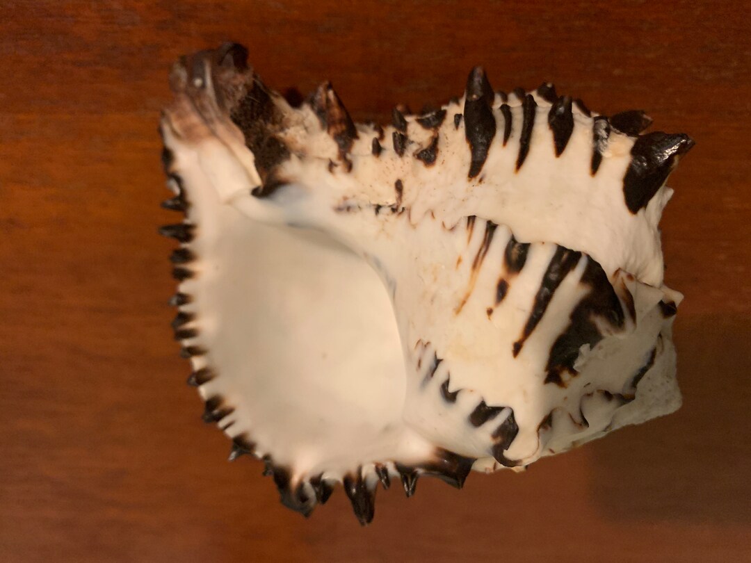 Biack Murex Hexaplex Radix Shell 6