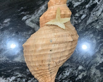 Trapezium Horse Conch / Striped Fox Conch seashell (Pleuroploca trapezium)  8" SeaShell