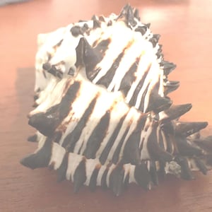 Black Murex Sea Shell Decorative Light