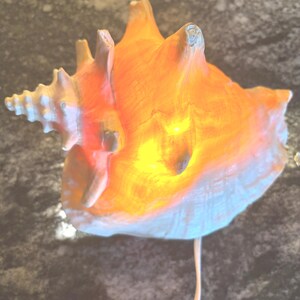 May include: A conch shell lamp with a warm, orange glow emanating from within. The shell's exterior features a mix of white, orange, and brown hues, with a textured surface. A white cord extends from the base, suggesting an electrical connection for illumination.