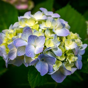 Blue and Yellow Hydrangeas
