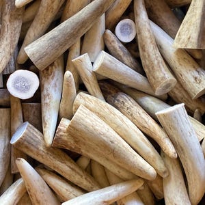 May include: A pile of natural antler dog chews in various sizes and shapes. The antler chews are a light brown color and have a rough, textured surface.