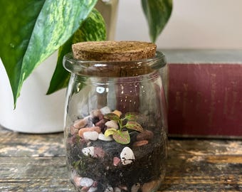 Mini Terrarium in 7oz Glass Cork Jar | Live Hypoestes Plant